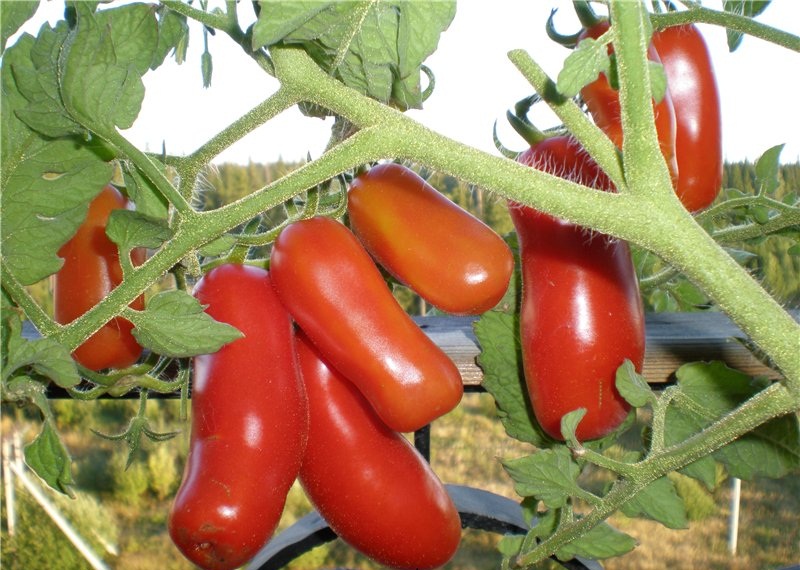 Лучшие помидоры для теплицы из поликарбоната: сорта и гибриды