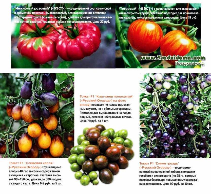 Сорта зеленых томатов: описание, фото, отзывы