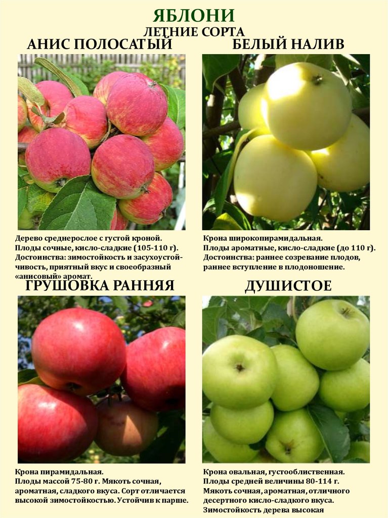 Описание и характеристики яблони сорта Чемпион, технология выращивания