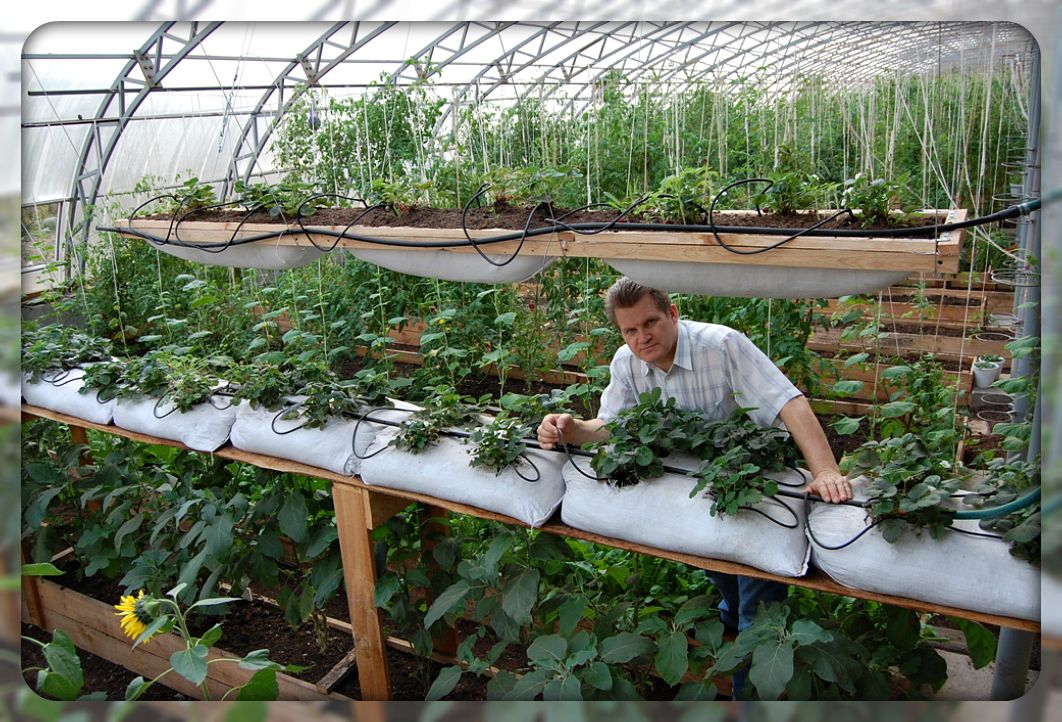 Как выращивать и ухаживать за петрушкой в теплице, сколько растет и какая урожайность