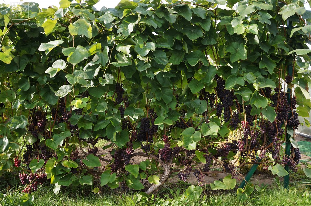 Как выращивать и ухаживать за амурским виноградом правильно: посадка, уход, прорыв - плюсы и минусы и отзывы