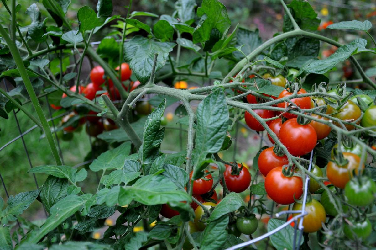Скороспелые сорта томатов для теплиц: названия, описание с фото, характеристики и плодоносность