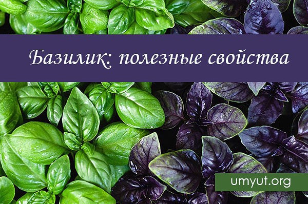 Базилик: полезные свойства и противопоказания для мужчин и женщин, фото, отзывы