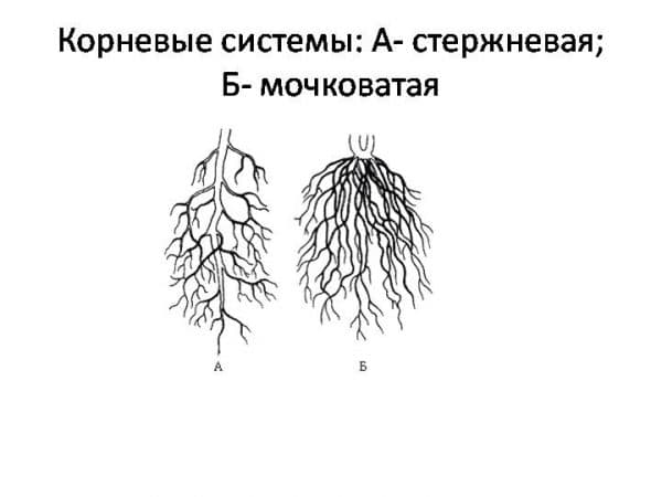 На рисунке стержневая корневая система обозначена буквой а