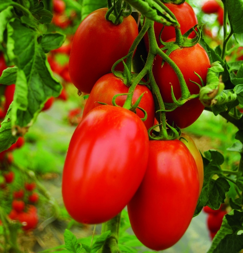 Ранние томаты: описание, фото, отзывы