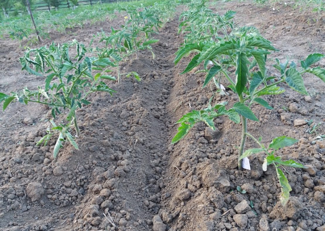 Высадка рассады капусты в открытый грунт - полив, подкормка и окучивание