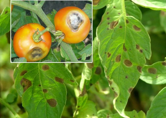 Антракноз помидоров фото и их лечение