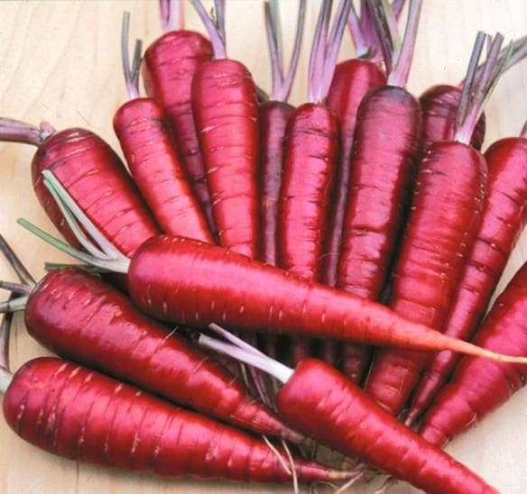 Морковь фиолетовая: что это такое, как использовали раньше, почему оранжевый корнеплод изначально был получен из этого вида, а также сорта и выращивание русский фермер