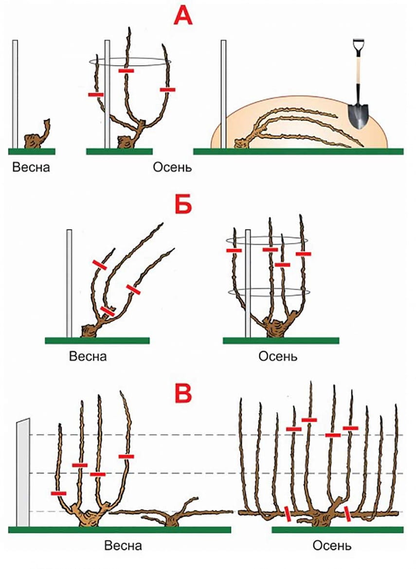 Виноград обрезка летом схема
