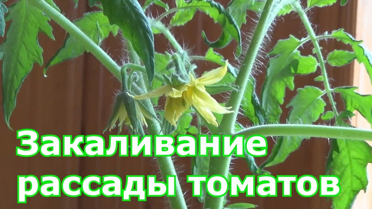 Закаливание семян томатов перед посадкой в холодильнике и при естественных условиях: для каких сортов помидоров требуется и как правильно обрабатывать? русский фермер