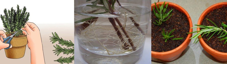 Выращивание розмарина из семян в домашних условиях: советы по посадке и уходу