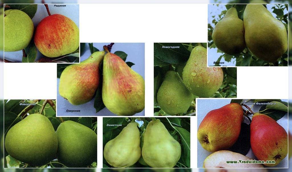 Груша лада: описание самоплодного морозоустойчивого сорта, фото и отзывы садоводов, которые выращивают