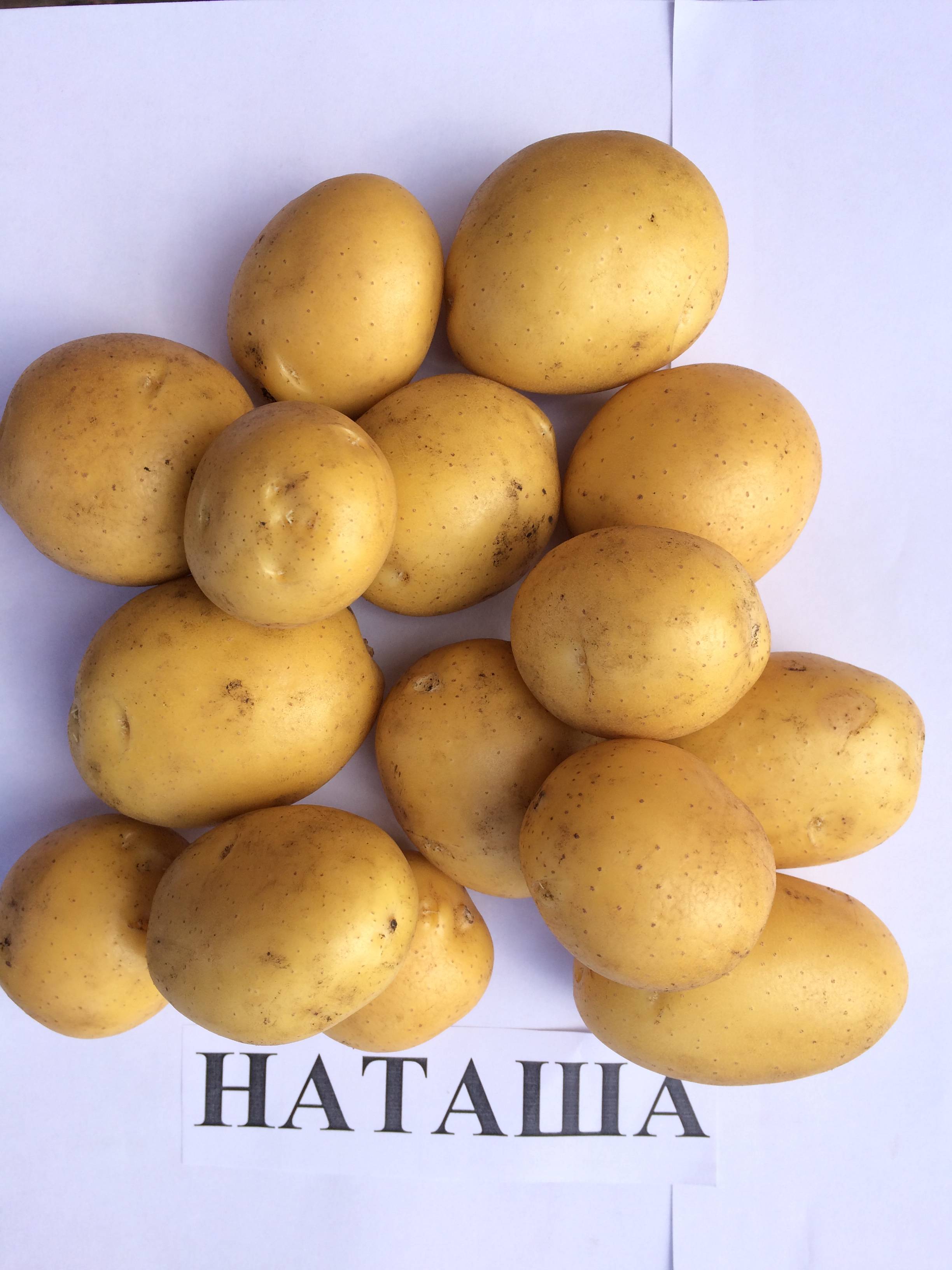 Картофель наташа: описание сорта, фото, отзывы
