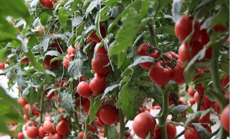 Голландские сорта помидоров для открытого грунта | вырасти сад!