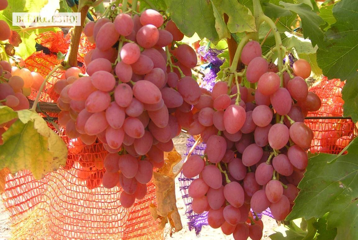 Топ-10 лучших сортов винограда – рейтинг 2020 года