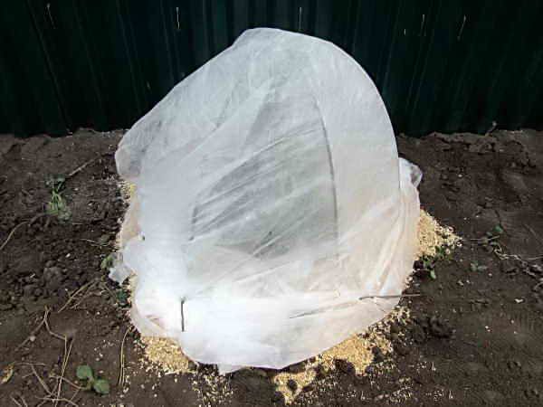 Как укрыть розмарин на зиму, защита при зимовке в открытом грунте, а также правила пересадки в горшок на зиму