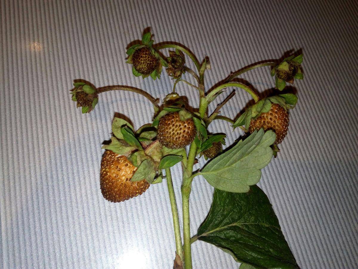 Почему ягоды клубники не краснеют и сохнут, борьба с вредителями