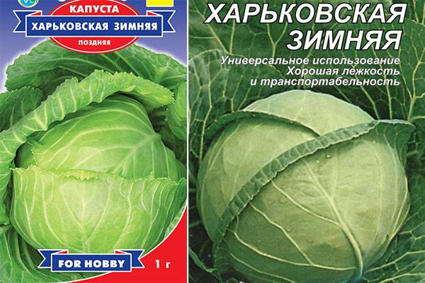 Описание белокочанной капусты Харьковская зимняя, выращивание и уход
