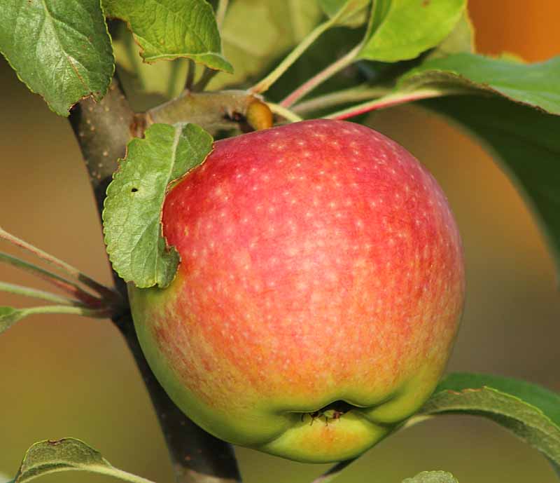 Медуница, подробности о выращивании яблони и описание ее характеристик