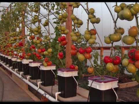 Как вырастить помидоры на гидропонике