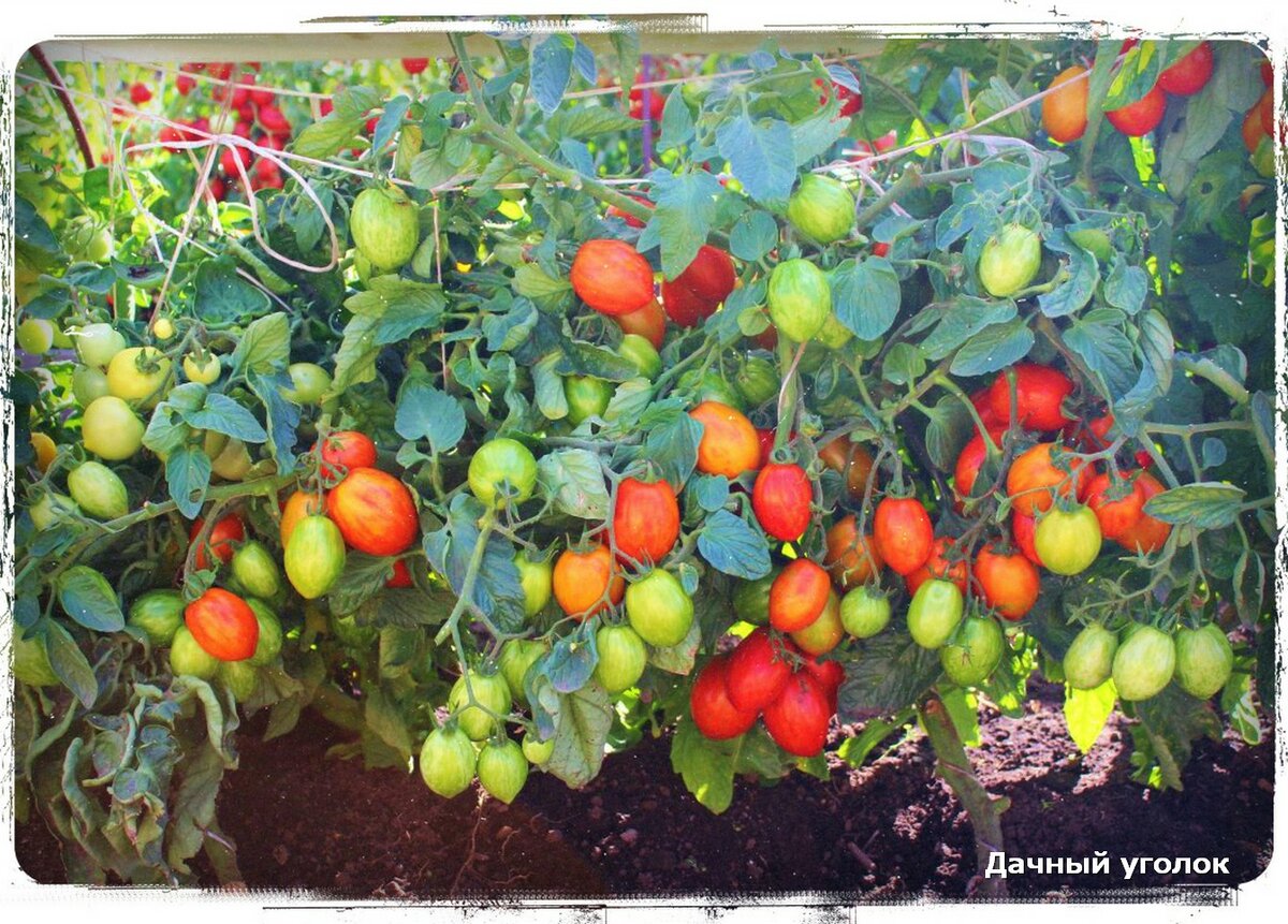 Высокий урожай томатов путем выращивания овоща на двух корнях