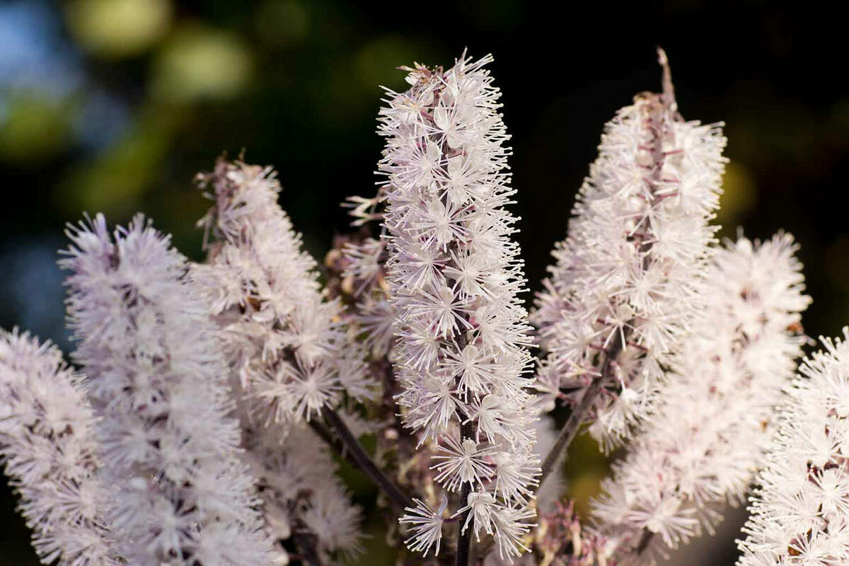 Цимицифуга цветок фото описание