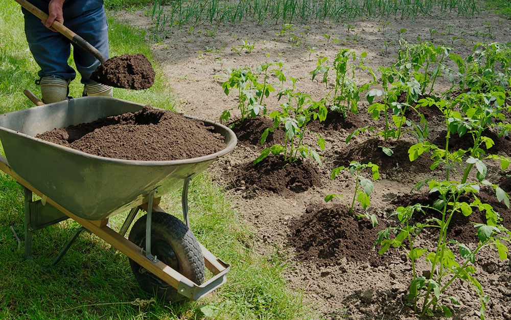 Удобрение для картофеля при посадке, что использовать весной
