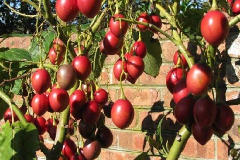 Тамарилло фрукт - выращивание томатного дерева в открытом грунте