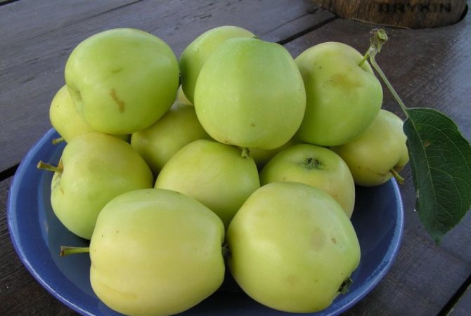 Описание и подвиды яблони сорта Сахарный Аркад, технология выращивания