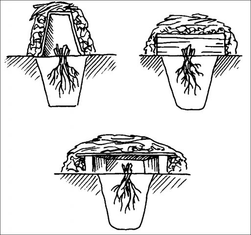 Хризантема мультифлора: зимнее хранение, как хранить, укрыть