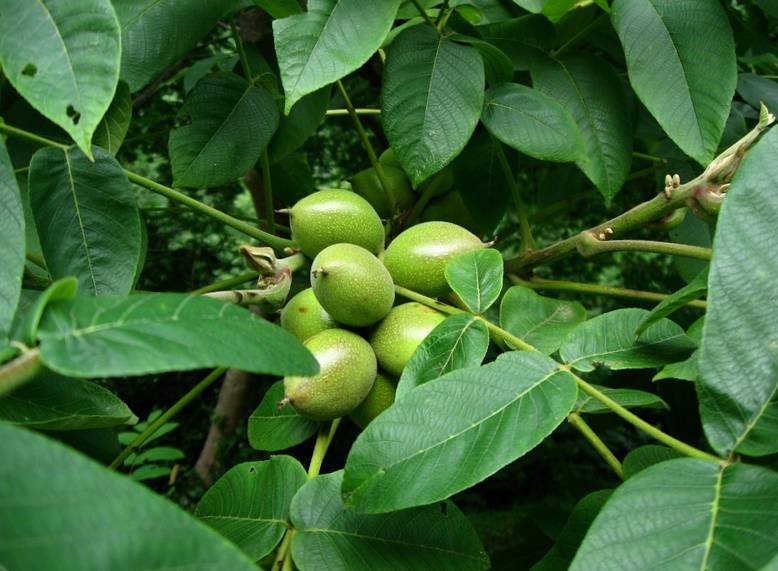 Как посадить грецкий орех осенью и весной: правила посадки саженца и ухода за деревом