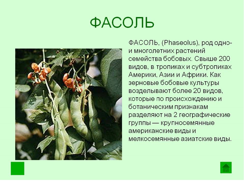 Фасоль обыкновенная (phaseolus vulgaris) — описание, выращивание, фото | на leplants.ru
