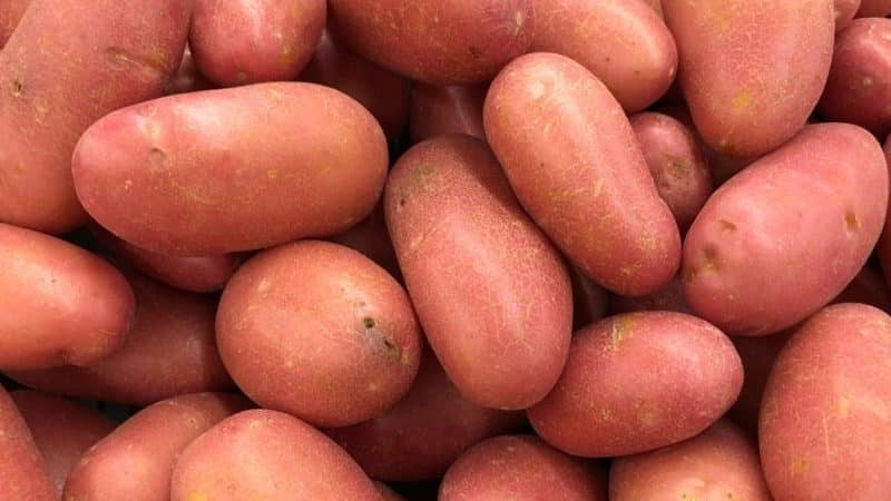 Картофель «ред леди»: описание сорта, фото, отзывы об урожайности