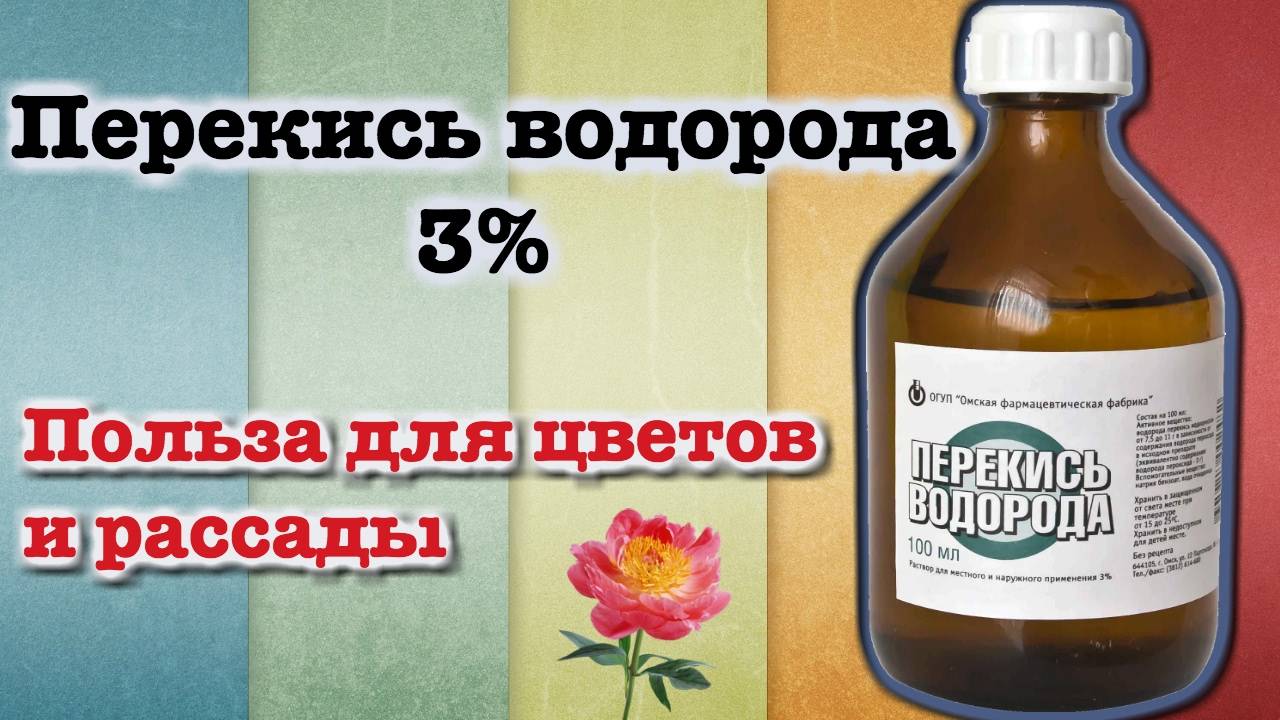 Как правильно использовать перекись водорода для огурцов