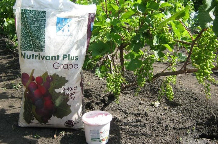Чем подкормить виноград - минеральные удобрения и народные средства