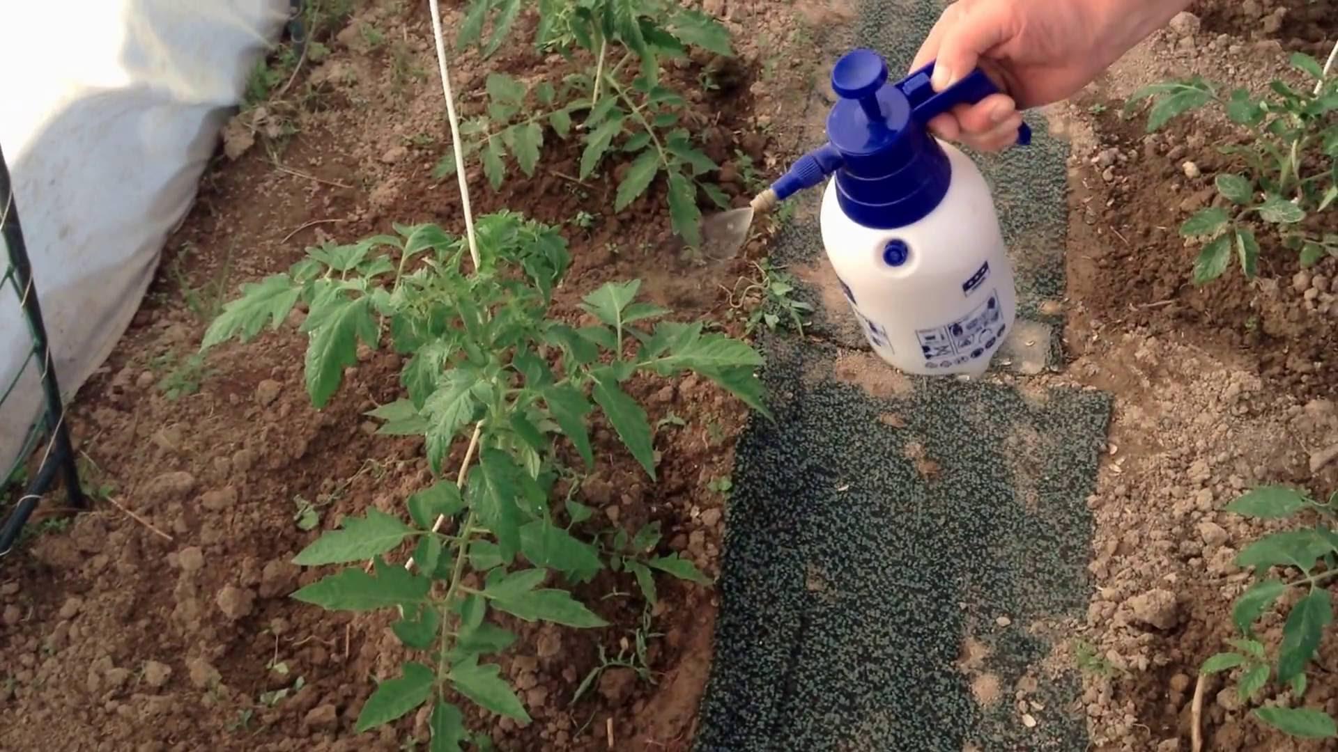 Подкормка дрожжами рассады томатов и перцев: рецепт, как сделать