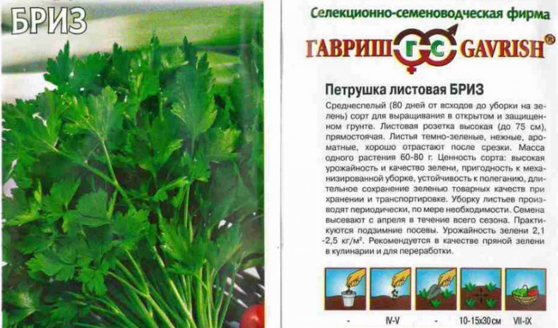 Растение петрушка: описание культуры и фото, полезные свойства, сорта для выращивания на приусадебном участке |