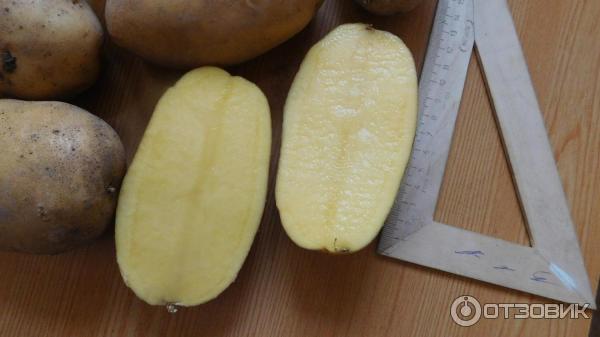 Описание и характеристика сорта картофеля Ласунок, посадка и уход