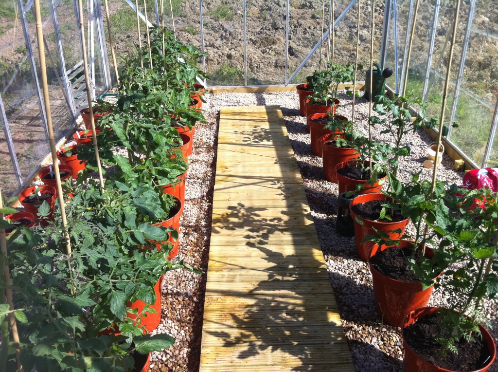Посадка и выращивание помидоров в теплице: обзор технологии от а до я