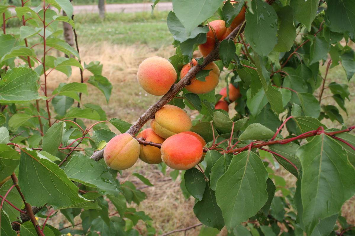 Сорта абрикосов для средней полосы россии