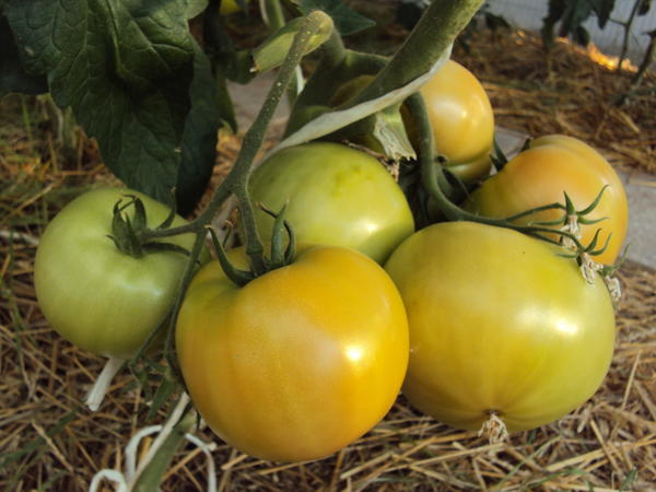 Семена томат крем-брюле, 0,1г, гавриш, овощная коллекция