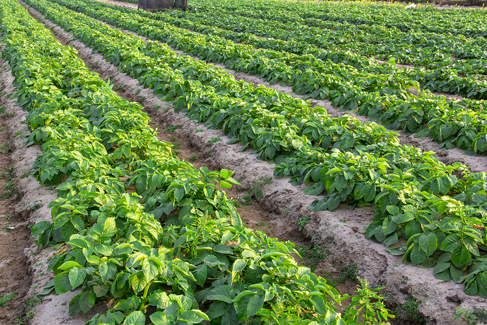 Выращивание картофеля по голландской технологии: правила и схема посадки с видео