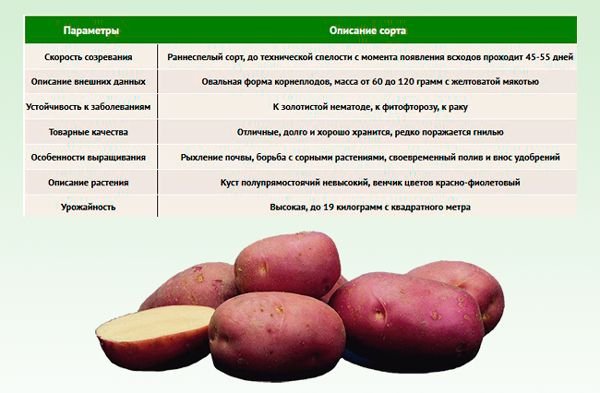 Картофель ред леди: описание и характеристики сорта, посадка и уход, отзывы с фото