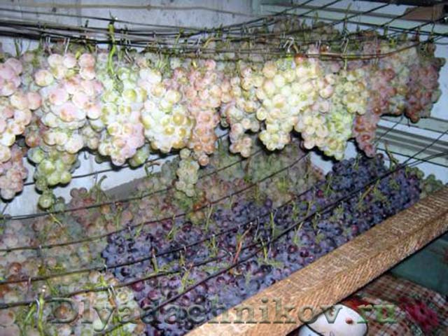 Основные способы выбора, подготовки и хранения до весны срезанных осенью виноградных черенков
