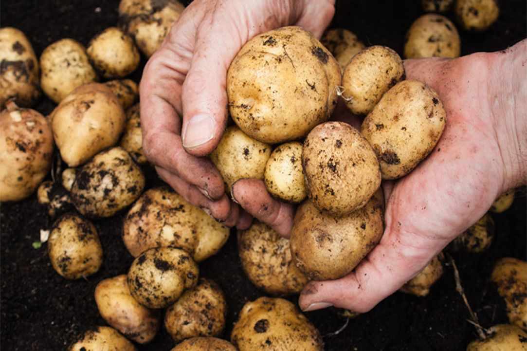 Когда поливать картофель и нужно ли это делать – 5 советов для хороших клубней