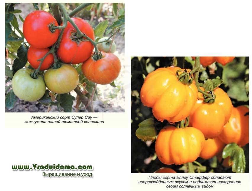 Томат сан марцано (san marzano): характеристика и описание сорта, отзывы об урожайности, фото помидоров