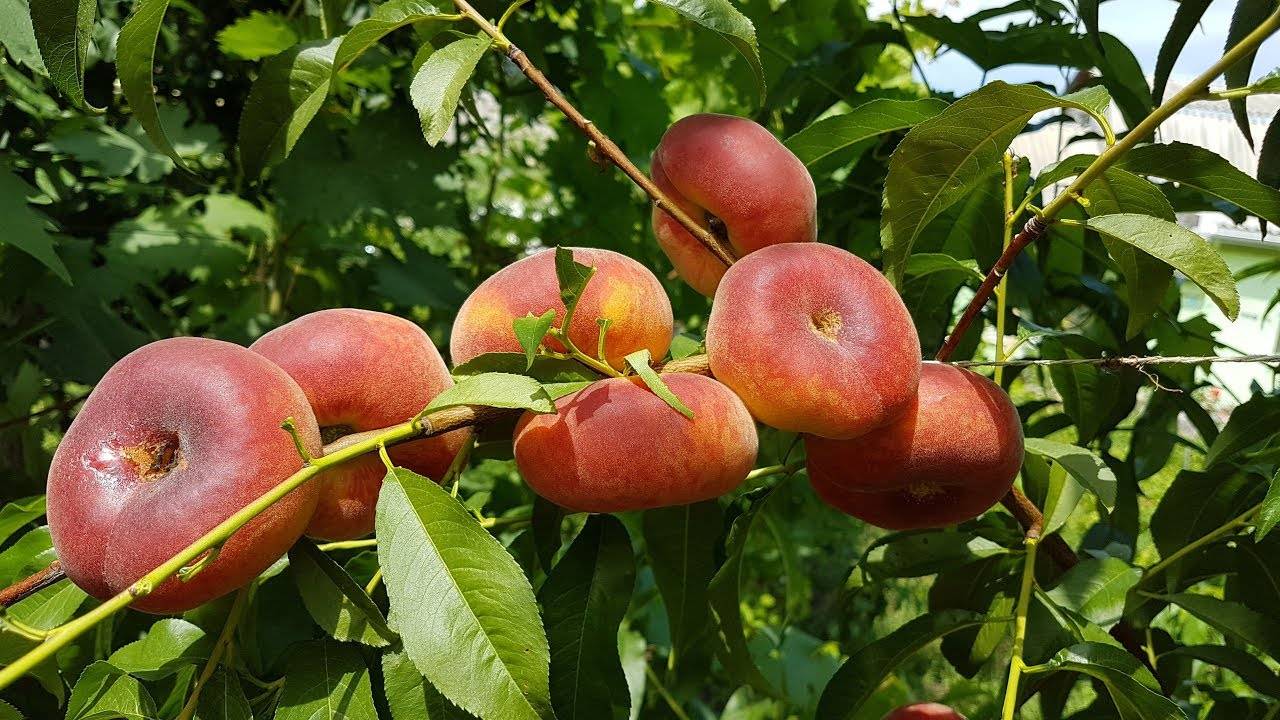 Калорийность и польза инжирного персика