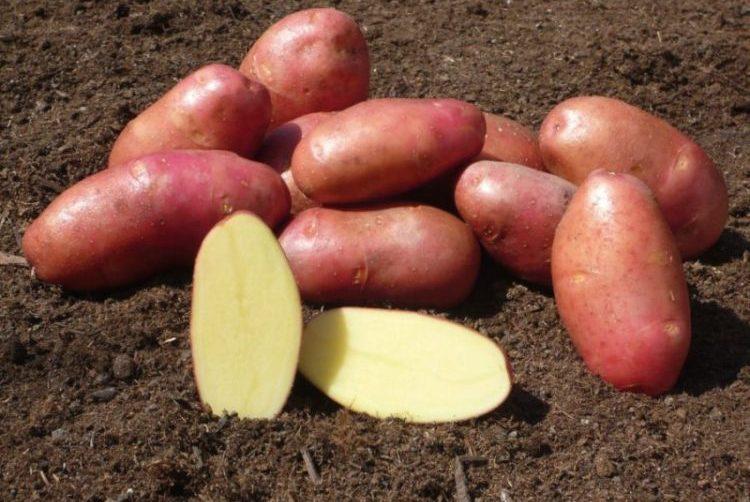 Ред леди картофель – описание сорта, характеристики + видео