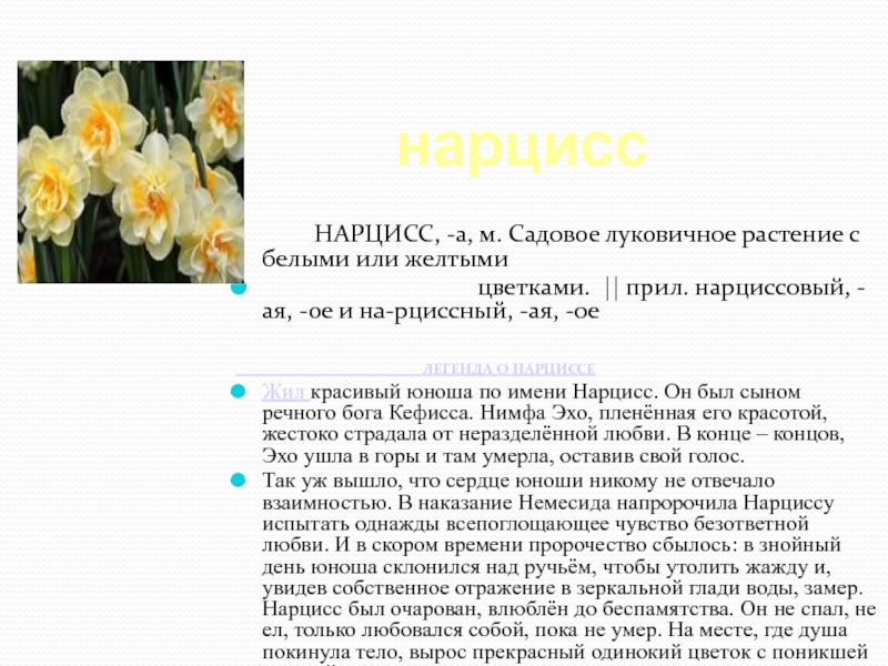Описание и характеристика нарцисса сорта вальц, посадка и уход
