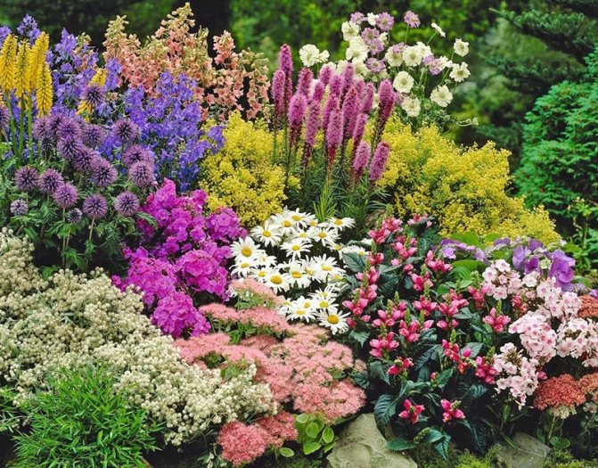 Многолетние цветы для сибири: самые неприхотливые и долгоцветущие, обзор с фото